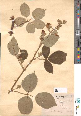 spécimen de Rubus sp.