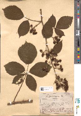 spécimen de Rubus sp.