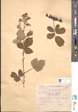 spécimen de Rubus ulmifolius
