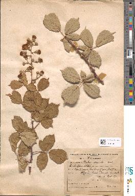 spécimen de Rubus ulmifolius