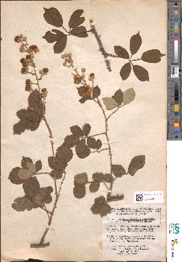 spécimen de Rubus ulmifolius