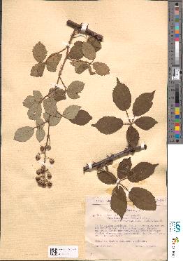 spécimen de Rubus ulmifolius