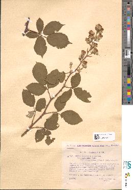 spécimen de Rubus ulmifolius