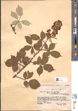 spécimen de Rubus ulmifolius