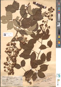 spécimen de Rubus ulmifolius