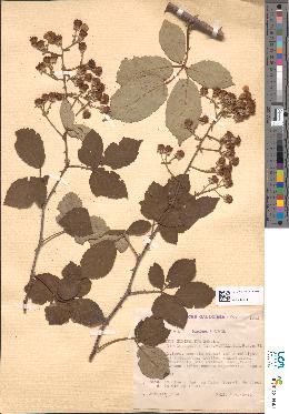 spécimen de Rubus ulmifolius