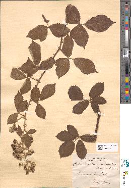 spécimen de Rubus ulmifolius