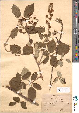 spécimen de Rubus ulmifolius