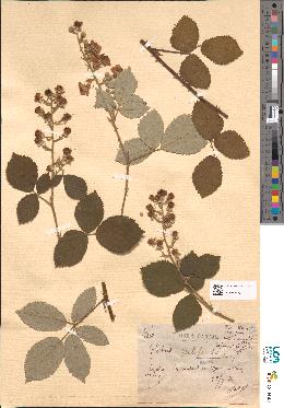 spécimen de Rubus vallisparsus