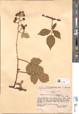 spécimen de Rubus villicaulis