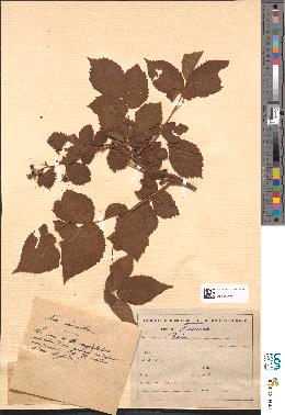spécimen de Rubus sp.