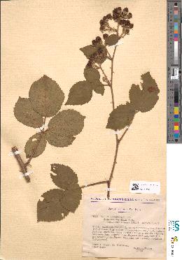 spécimen de Rubus sprengelii