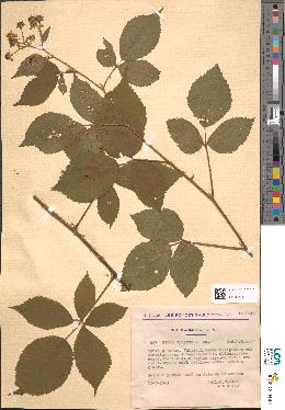 spécimen de Rubus sprengelii