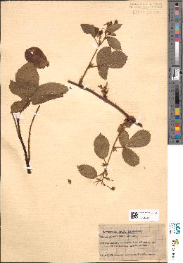spécimen de Rubus suberectus