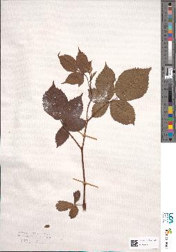 spécimen de Rubus fastigiotus