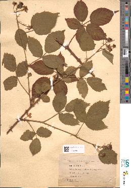 spécimen de Rubus fastigiotus
