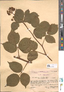 spécimen de Rubus tereticaulis