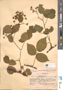 spécimen de Rubus tereticaulis