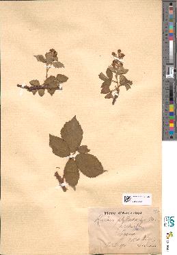 spécimen de Rubus thyrsoideus