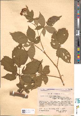 spécimen de Rubus thyrsoideus