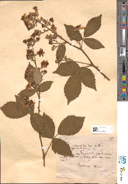 spécimen de Rubus goniophylloides