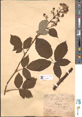 spécimen de Rubus goniophylloides