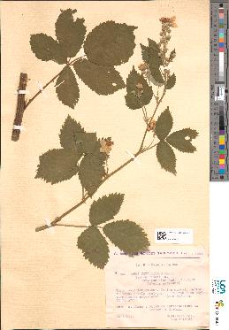 spécimen de Rubus goniophylloides