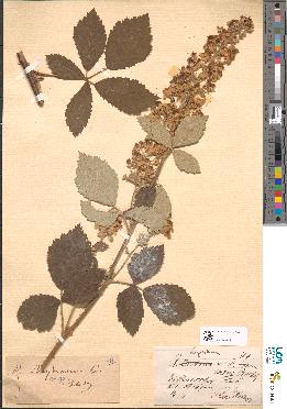 spécimen de Rubus timballagravei