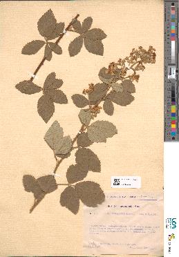spécimen de Rubus timballagravei
