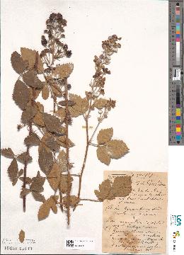spécimen de Rubus timballagravei