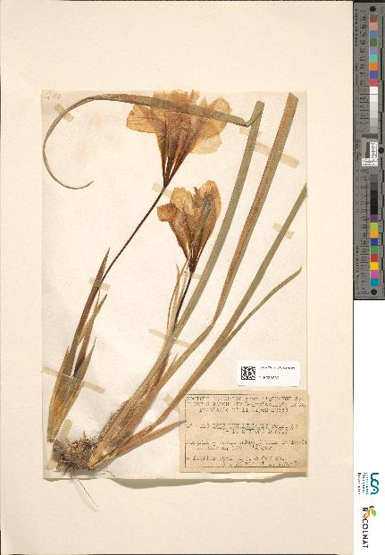 spécimen de Iris sp.