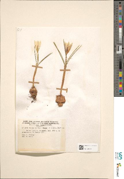 spécimen de Crocus sp.