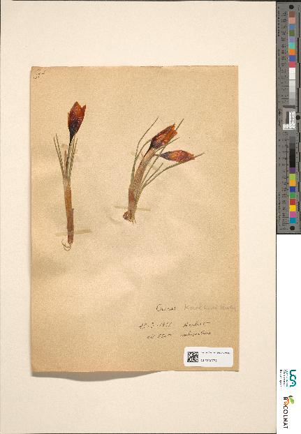 spécimen de Crocus sp.