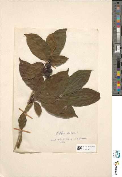 spécimen de Coffea sp.