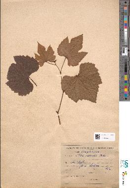 spécimen de Vitis aestivalis