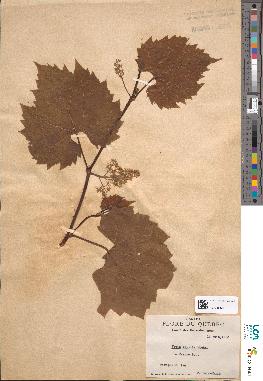 spécimen de Vitis riparia