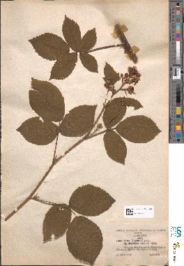 spécimen de Rubus adornatus