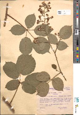 spécimen de Rubus alterniflorus