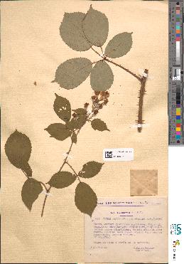 spécimen de Rubus alterniflorus