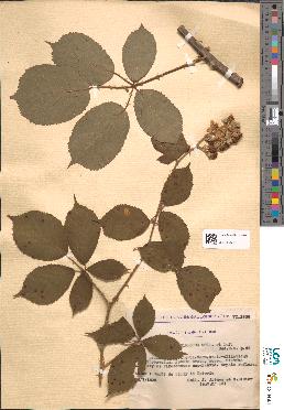 spécimen de Rubus alterniflorus