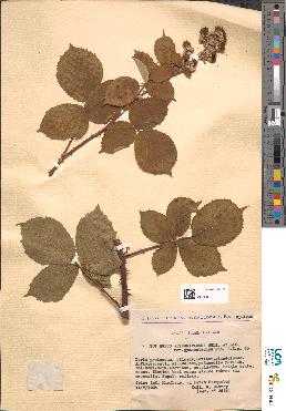 spécimen de Rubus alterniflorus