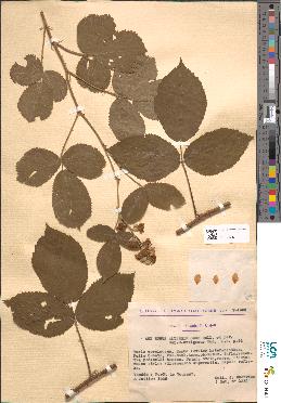 spécimen de Rubus alterniflorus