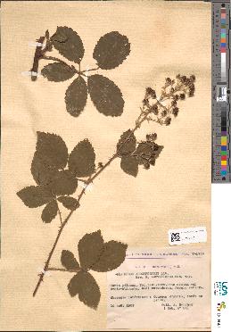 spécimen de Rubus arduennensis