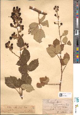 spécimen de Rubus arduennensis