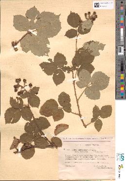 spécimen de Rubus arduennensis