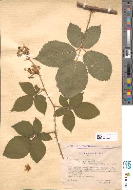 spécimen de Rubus argenteus
