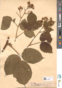 spécimen de Rubus bellardii