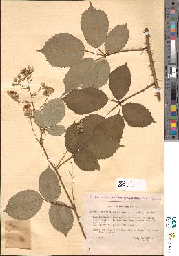 spécimen de Rubus bifrons