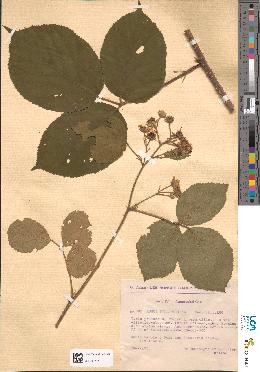 spécimen de Rubus bellardii