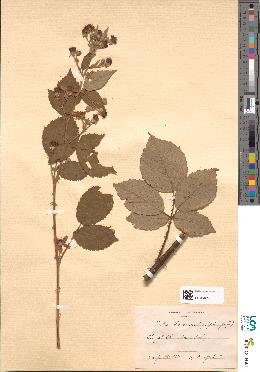 spécimen de Rubus sp.